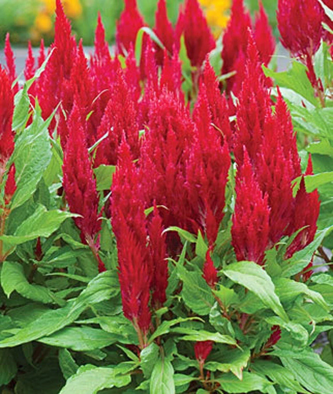 Celosia Seeds 150+ Seeds Red Cockscomb Cut Flower Seeds (Celosia argentea)
