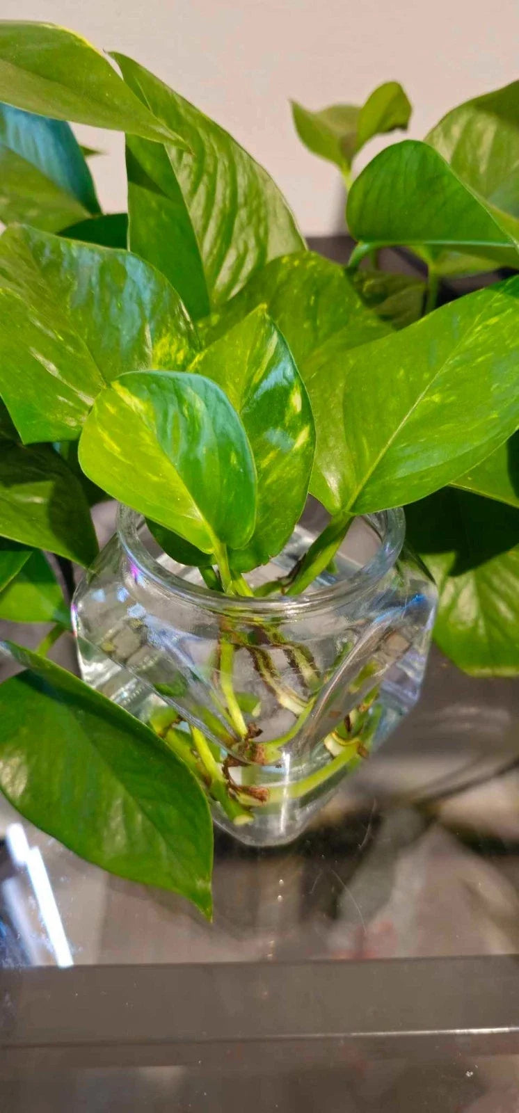 Golden Pothos Cuttings - Healthy Indoor House Plant - Fast Growing & Easy Care - Epipremnum aureum