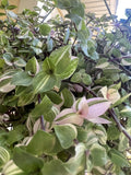 Variegated Callisia Repens Cuttings - 5 Live Wandering Tradescantia Plant Cuttings for Propagation and Home Decor