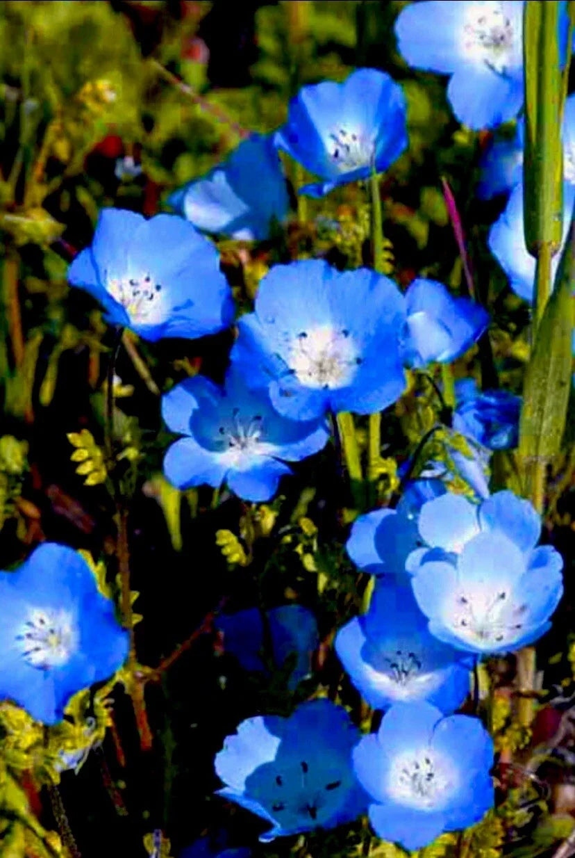 Baby Blue Eyes Flower Seeds - 100 Count - Easy to Grow, Drought Tolerant, Profuse Blooms (Nemophila menziesii)