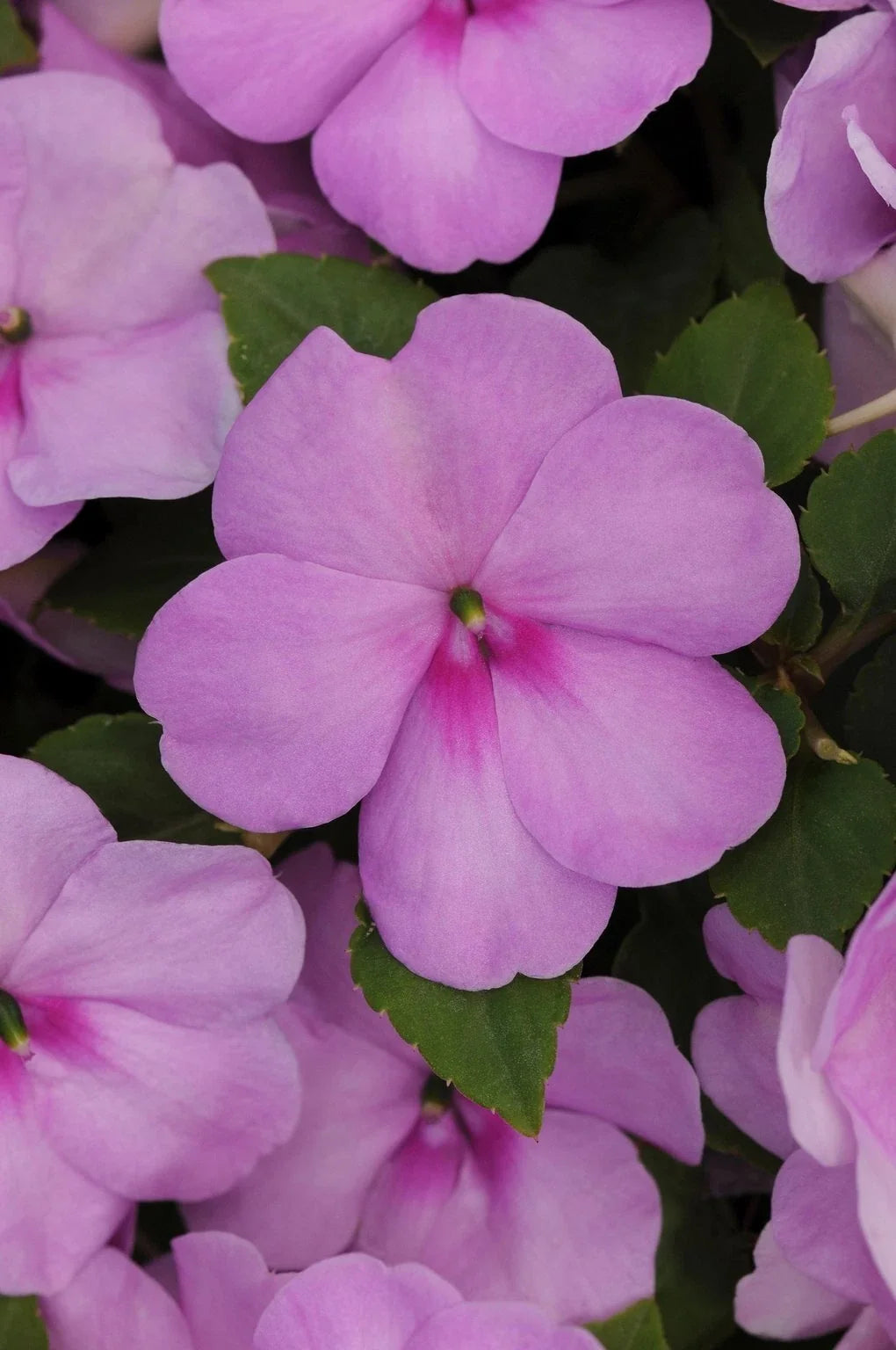 Busy Lizzy Seeds 500 Count - Impatiens Xtreme Lilac - Annual Flower Seeds - Non-GMO, Ideal for Gardens and Containers
