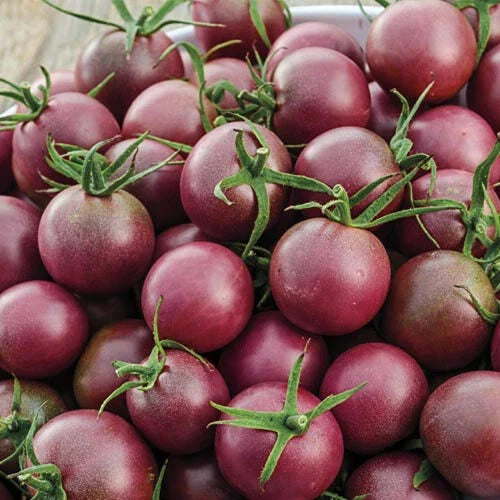 Black Cherry Tomato Seeds | Heirloom Non-GMO Variety | Perfect for Home Garden | Solanum lycopersicum