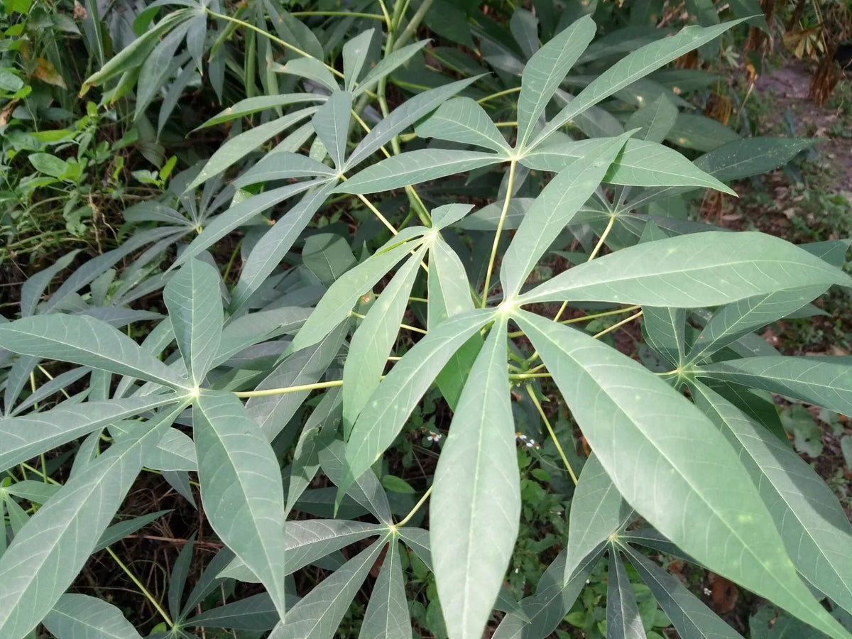 Cassava Cuttings - 5 UNROOT Green Yuca Cuttings - Manihot esculenta for Planting