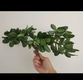 Thick Cutting Jade Plant Succulent 0.75 - 1 Inch Diameter Crassula ovata - Perfect for Home Decor and Gardening