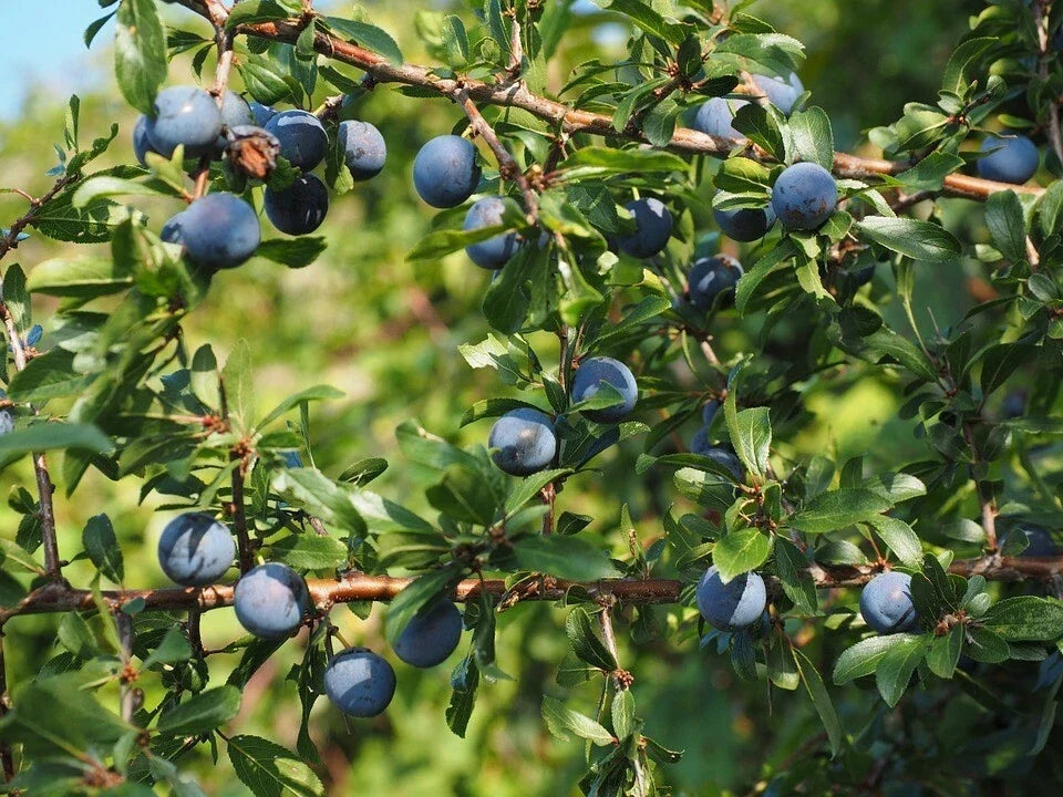Aurora Blueberry Plant - 1 Quart Bare Root - Highbush Blueberry (Vaccinium corymbosum)