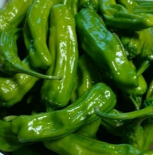 Italian Pepperoncini Pepper Seeds - 30+ Mild Heat Spice Vegetables - Capsicum annuum - Free Shipping