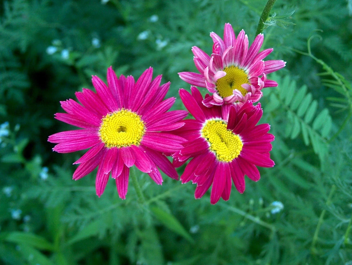 Bright Pink Painted Daisy Seeds - 200+ Count for Garden Planting - USA - Bellis perennis