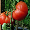 Burpee's Big Boy Tomato Seeds - 10+ Organic Hybrid Non-GMO - Heirloom Vegetable Seeds (Lycopersicon esculentum)