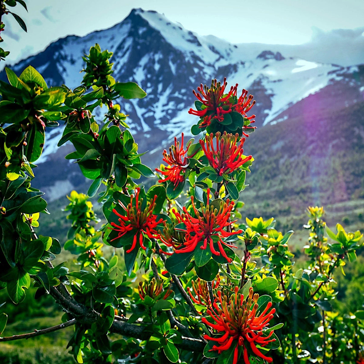 Chilean Firebush Tree Seeds - 10 Pack Embothrium coccineum Flame Flower - Rare Outdoor Plant Seeds