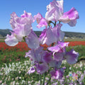 Lilac Ripple Sweet Pea Seeds - 50 Pack for Garden Planting - Lathyrus odoratus - USA Shipping