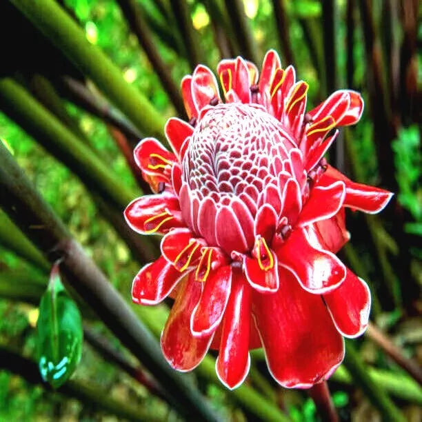 10 Red Torch Ginger Seeds, Tropical Flower Plant, Rare Variety, Etlingera elatior