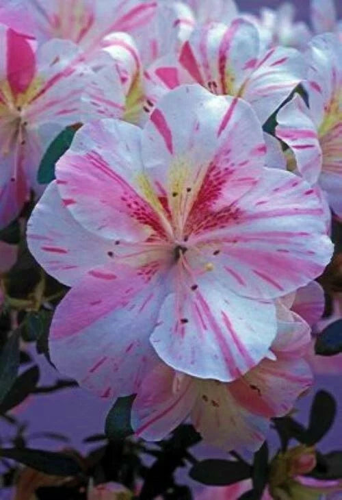 Azalea Starter Plant - White with Pink Stripes - Rhododendron Deciduous