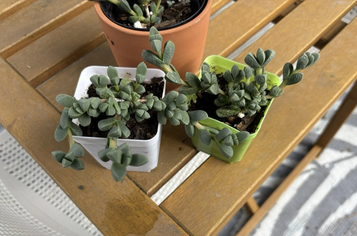 Ice Plant Succulent Live Plant - Corpuscularia lehmannii - Drought-Tolerant Ground Cover, Unique Fleshy Leaves