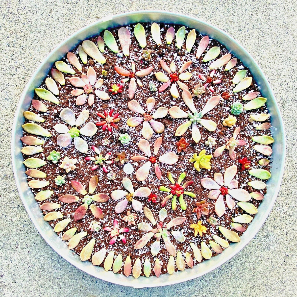 50 Echeveria & Sedum Succulent Leaves + 5 Free Cuttings - Colorful Varieties, Freshly Picked, Homegrown Succulent Cuttings