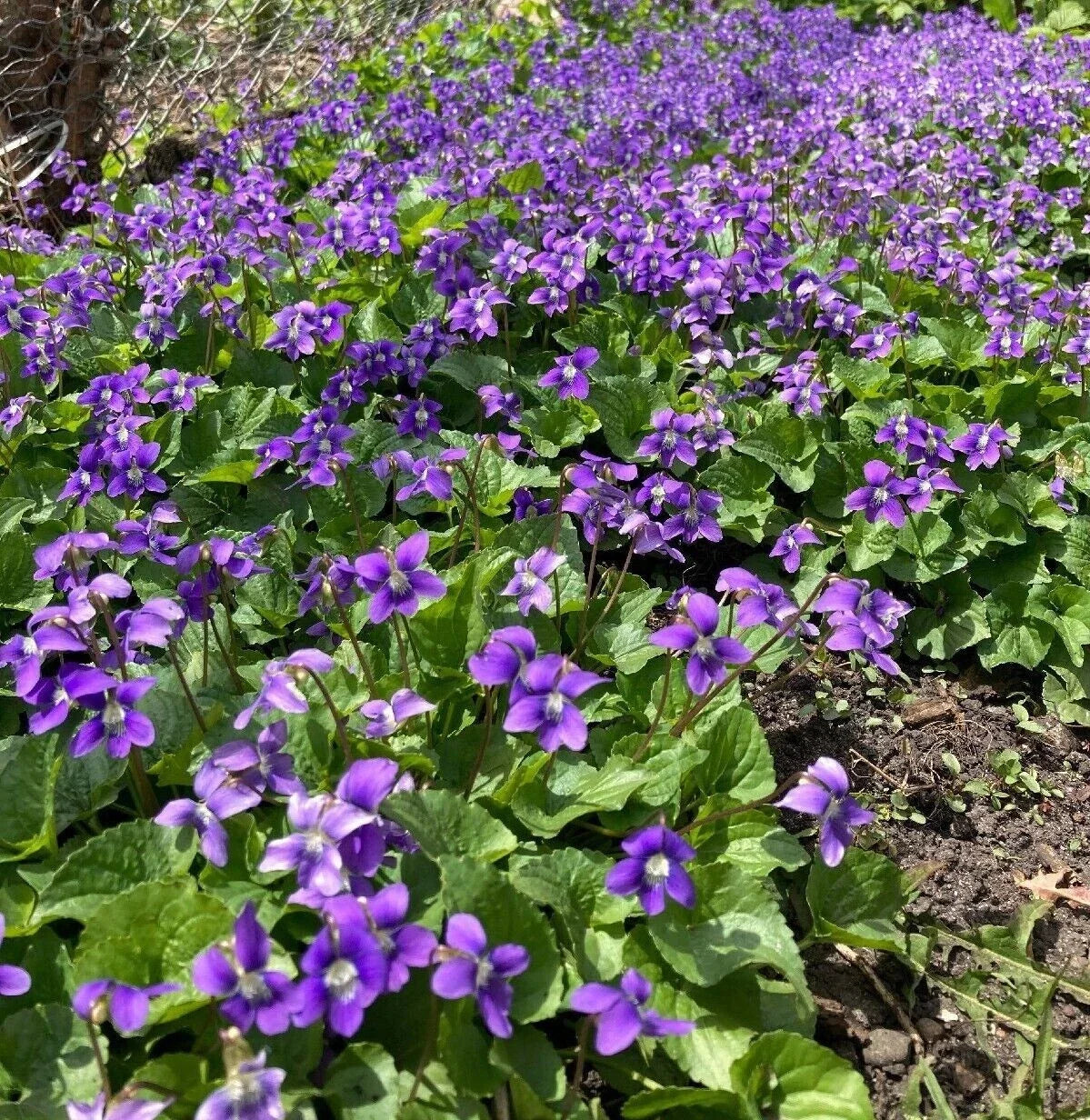 Purple Wild Violet Rhizomes 30+ Organic Bareroot Viola Perennial Edible Herbaceous Plant