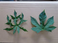 Chaya Maya Edible Tree Cuttings Set of 6 - Deeply Lobed & Maple Leaf Varieties - Cnidoscolus aconitifolius