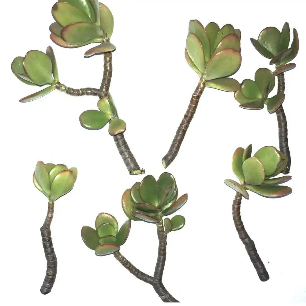 Jade Succulent Plant Cuttings 2/ea | Fresh, Fast Growing, Easy to Root | Crassula ovata