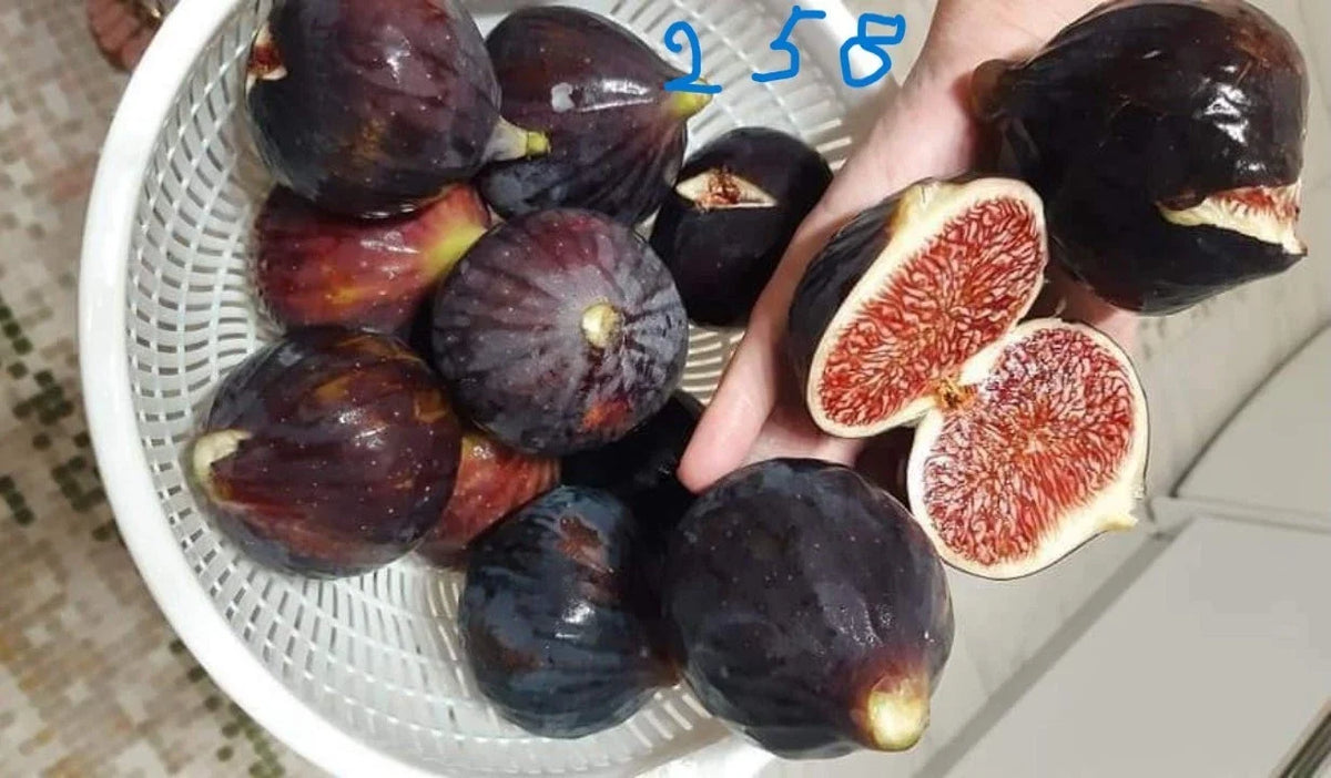 Italian 258 Cutting - Unrooted Fig Cutting - Ficus carica - Ideal for Planting and Propagation