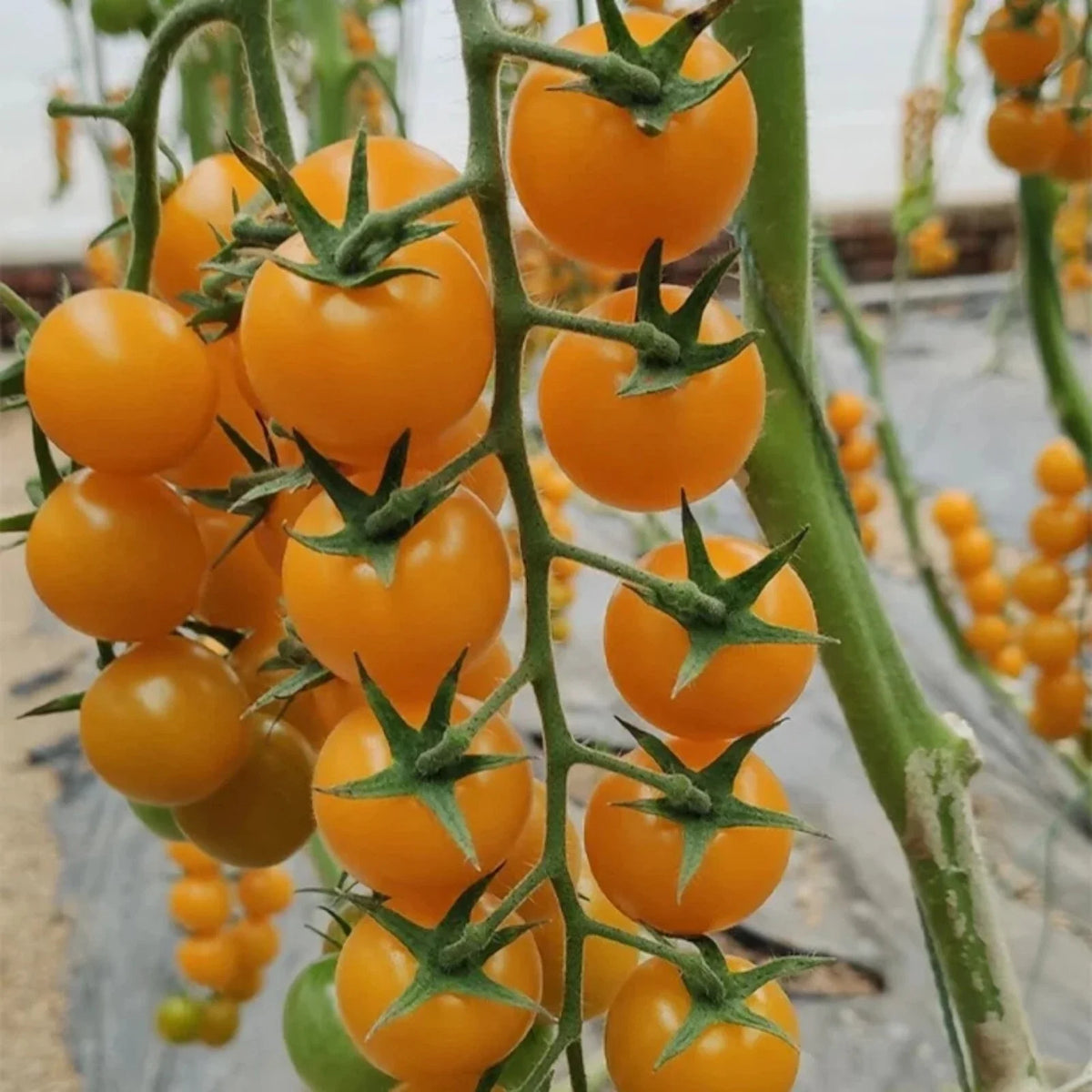 Yellow Cherry Tomato Seeds - 100pcs Heirloom Non-GMO - Super Sweet Variety - Perfect for Patio Gardening