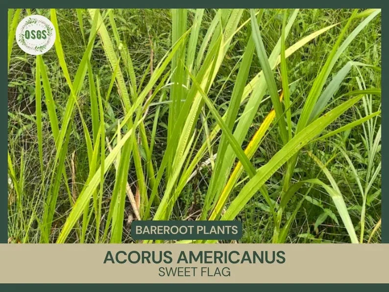 Bare Root Sweet Flag Plant | Acorus americanus | Live Medicinal Plant for Natural Remedies