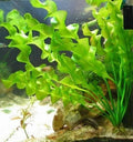 Aponogeton Ulvaceus Bulb - Easy Live Aquarium Pond Plant - Freshwater Aquatic Plant