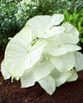 Caladium Bulbs - Florida Moonlight - 5 Count - Caladium bicolor