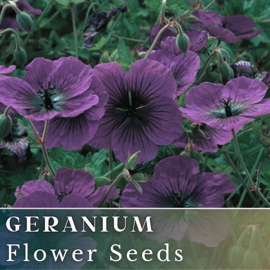 Geranium Seeds - 100+ Dragonheart - Fragrant Flower Seeds - Non-GMO - Pelargonium spp.