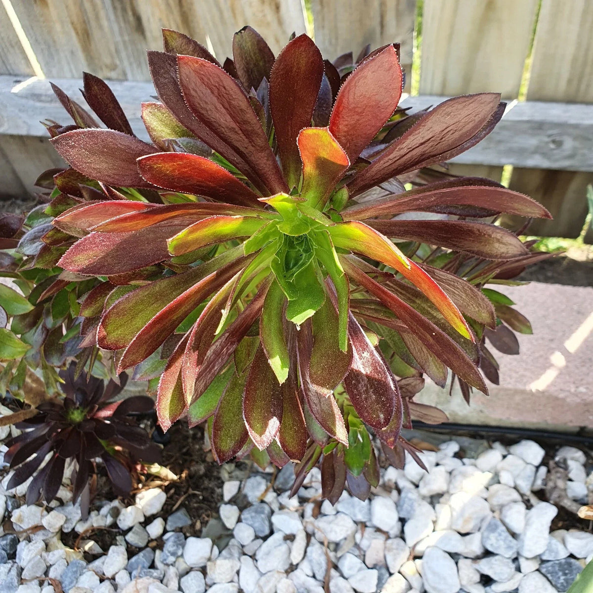 Aeonium Merlot Succulent Cuttings - Purple Green Center - 2" or 4" Pot - Perfect for Indoor Garden - Aeonium 'Merlot'