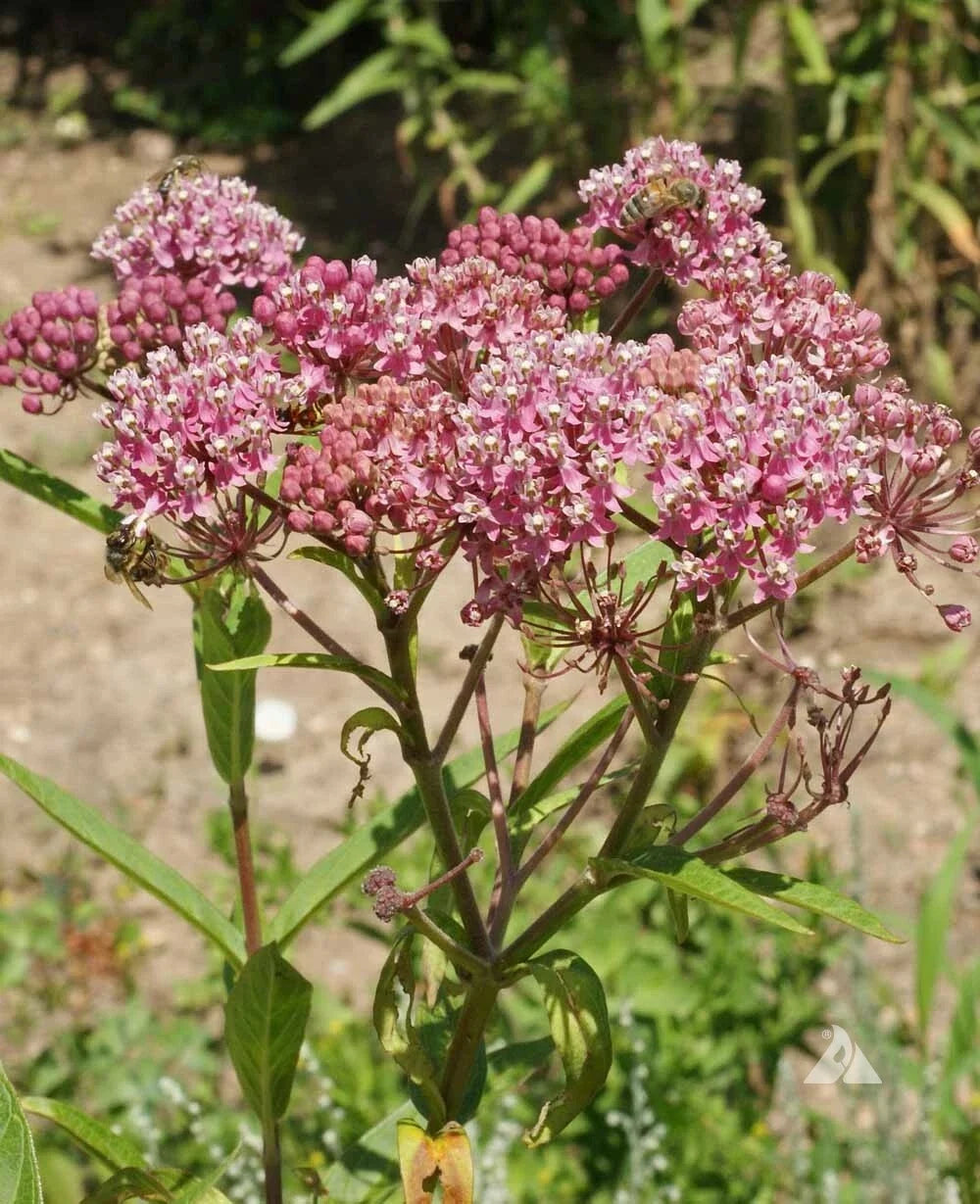 Milkweed Seeds - Swamp Rose Variety - Asclepias - Monarch Butterfly Host Plant - 50 Seeds
