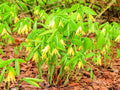 Bellwort Seeds - 10 Pack - Uvularia grandiflora - Weeping Bell Shaped Blooms for Planting