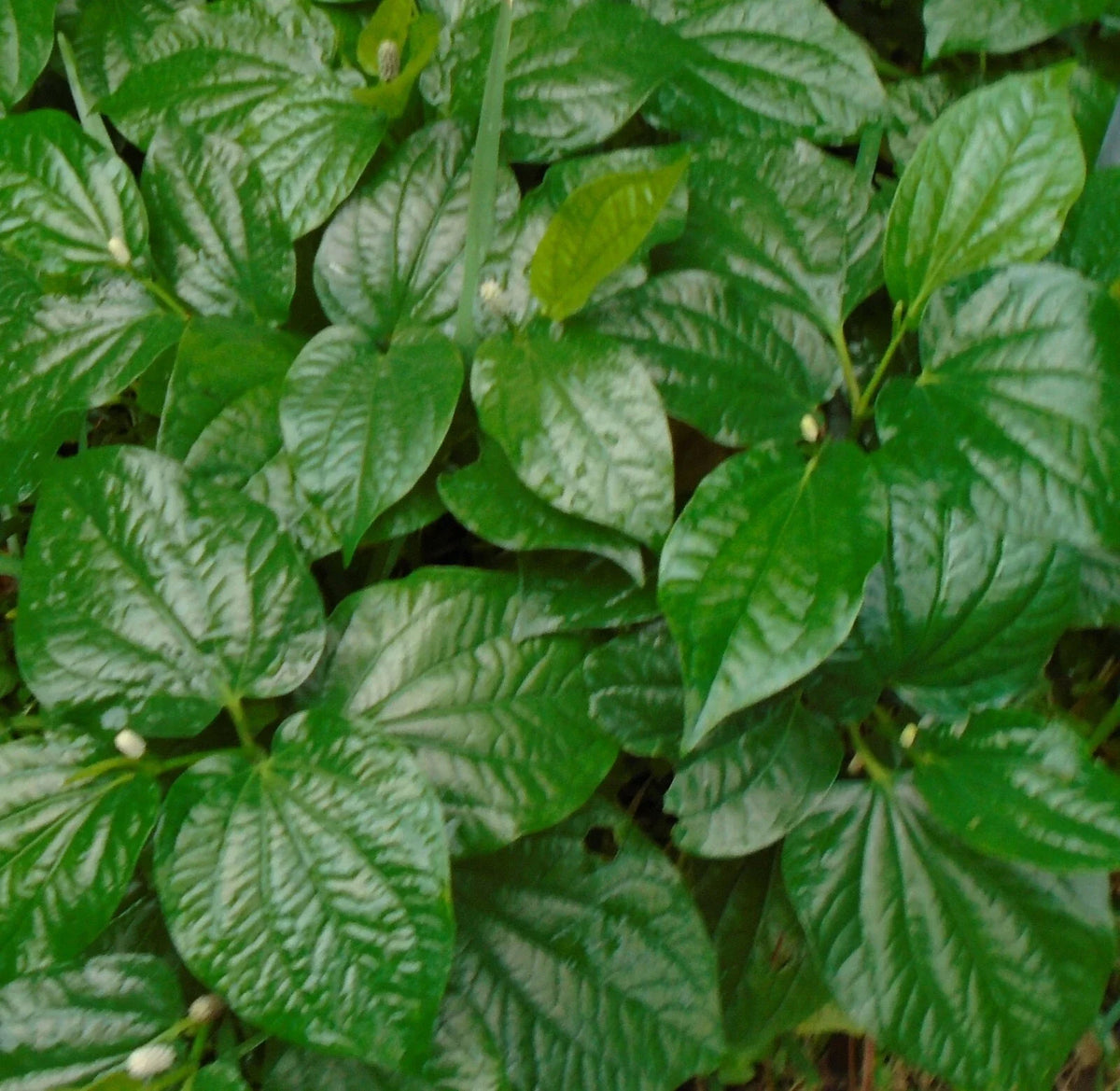 5 x Betel Leaf Plants - Lolot Texas - Piper Sarmentosum - Natural Rooted Herbs for Culinary Use