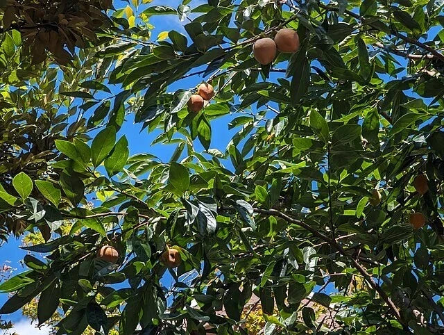 Japanese Persimmon Tree - Pick! Diospyros lotus & Diospyros kaki - Edible Fruit Variety, Ornamental Foliage