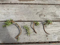 Pine Tree Succulent Cuttings - 4-Pack Cactus Cuttings - Ideal for Propagation - Perfect for Indoor Gardening