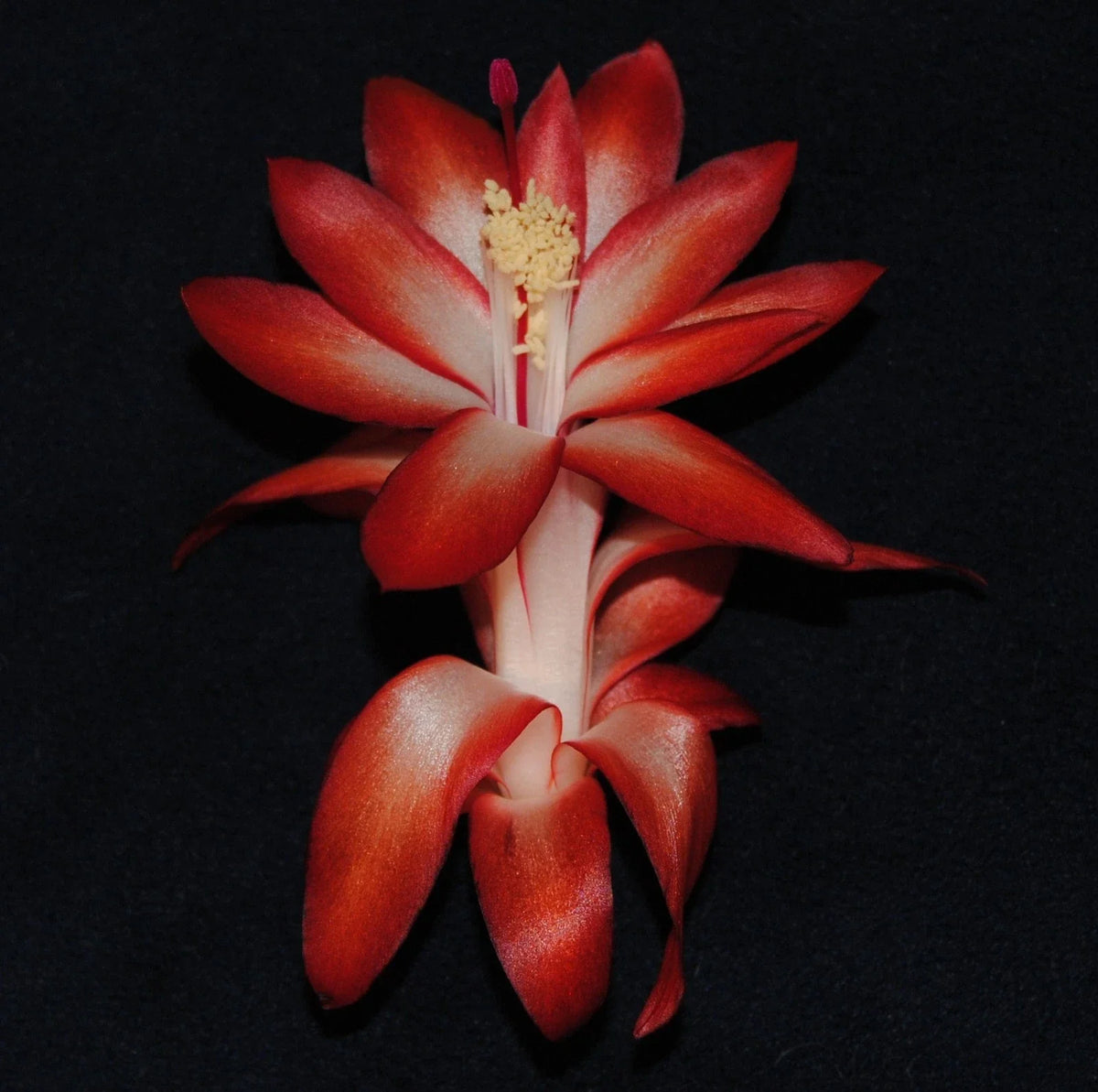 Christmas Cactus Starter Plant - Big Fire Variety - Healthy Well-Rooted Schlumbergera Truncata