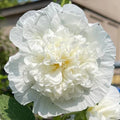 Hollyhock Seeds | 5" Double White Flowers | Heirloom Variety | Alcea rosea 'Chaters Double White'