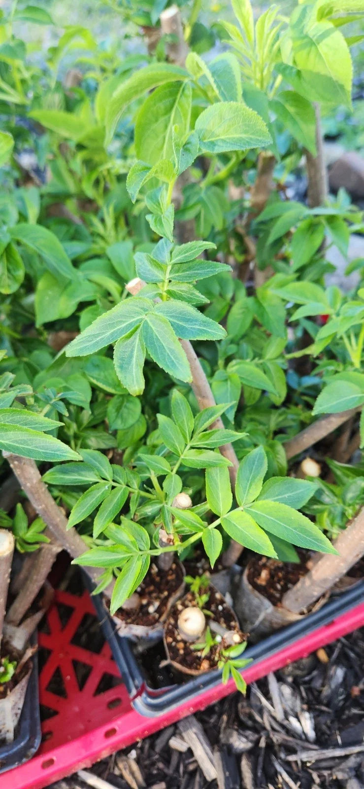 Black Elderberry Plants - 2 Live Rooted Cuttings - Sambucus - Organic Elderberry Bushes for Garden or Landscaping