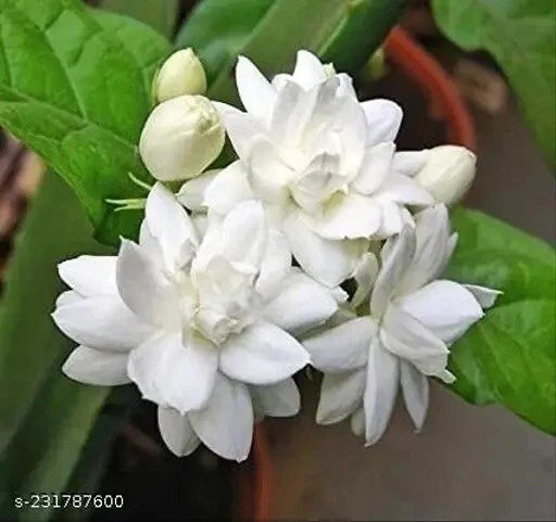 Double Petal Jasmine Live Plant 1 Gallon Pot - Jasminum sambac - Fragrant Flowering Plant, 1 Year Old