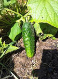 Cucumber Seeds 500 Count, Boston Pickling Heirloom, Non-GMO, Perfect for Pickling, Cucumis sativus