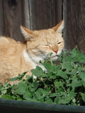 Catnip Seeds - Catmint Herb for Cats - Nepeta cataria - Fast Shipping - Perfect for Cat Lovers
