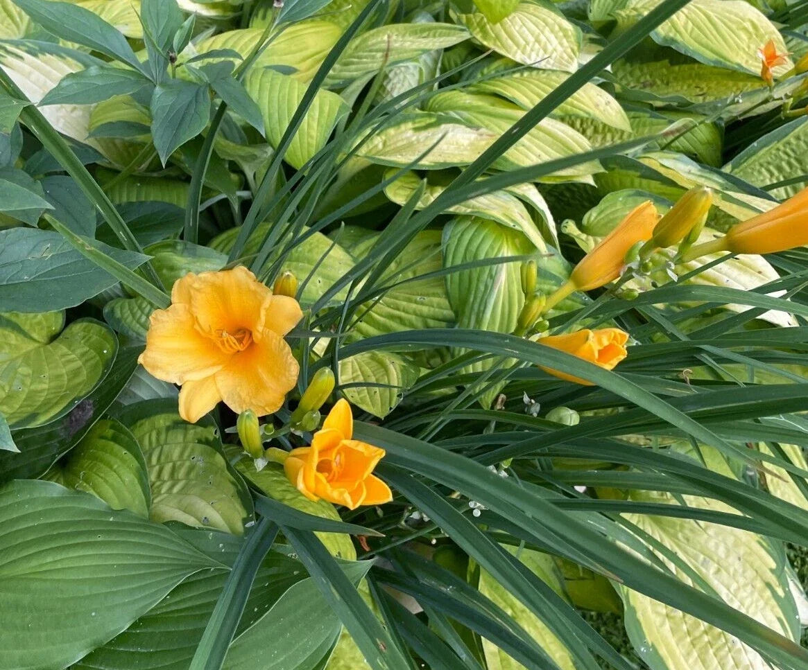 10 Stella D'oro Daylily Bulbs, Yellow Flowers, Bare Roots, Hemerocallis 'Stella de Oro', Spring Planting, Deer-Resistant, Zones 2-9