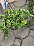 Hoya Hindu Rope Plant Cutting - Wax Plant, Hoya carnosa var. compacta, Indoor Houseplant, Succulent Greenery