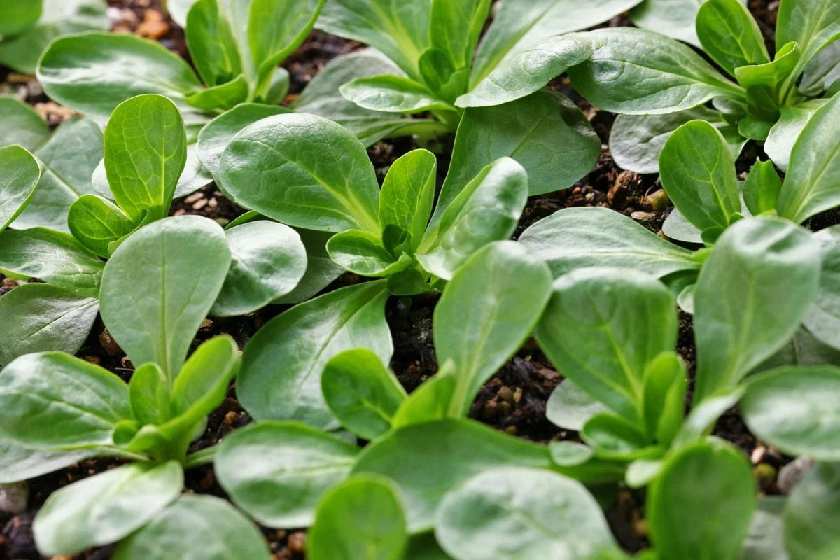 Corn Salad Seeds 300+ Pack - Mache, Lamb's Lettuce - Heirloom Variety - Ships from Iowa, USA
