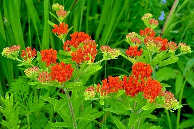 Milkweed Seeds 100 Pack, Asclepias tuberosa, Orange Butterfly Weed, USA Grown, Pollinator Friendly