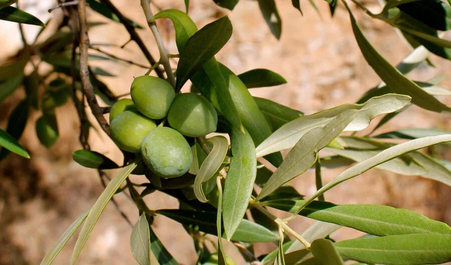 Calabria Olive Seeds - 10+ Green Gold Variety for Garden Planting - Olea europaea - USA Fast Shipping