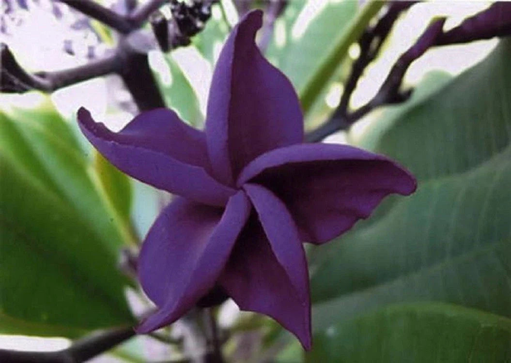 Dark Purple Plumeria Seeds - 5 Perennial Flower Lei Plants - Frangipani (Plumeria)
