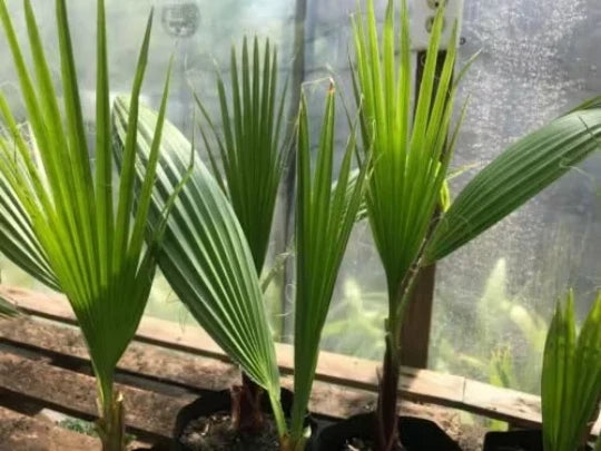 Mexican Fan Palm Tree 14-16" Washingtonia Robusta Indoor/Outdoor Plant