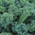 Blue Curled Scotch Kale Seeds - 300+ Non-GMO Seeds - Brassica oleracea var. sabellica