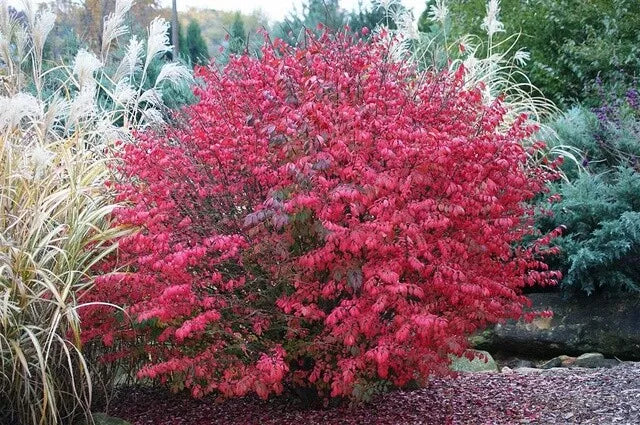 Burning Bush Live Bare Root Seedling 4-8 Inches Euonymus alatus Plant