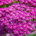 Cerise Queen Yarrow Seeds | Non-GMO Flower Seeds | Achillea millefolium | Garden Planting Supplies