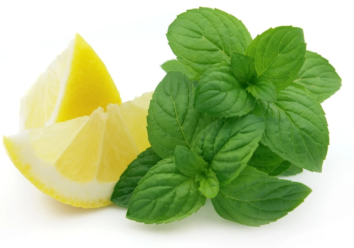 500+ Lemon Mint Seeds - Organic Heirloom Lemon Bee Balm - NON GMO - Mentha citrata